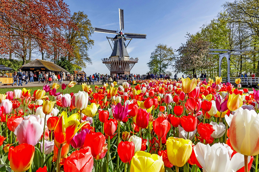 Keukenhof Niederlande Busreise Tulpen